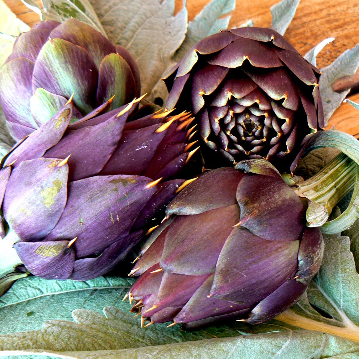 Globe Artichoke &#39;Violetta&#39;