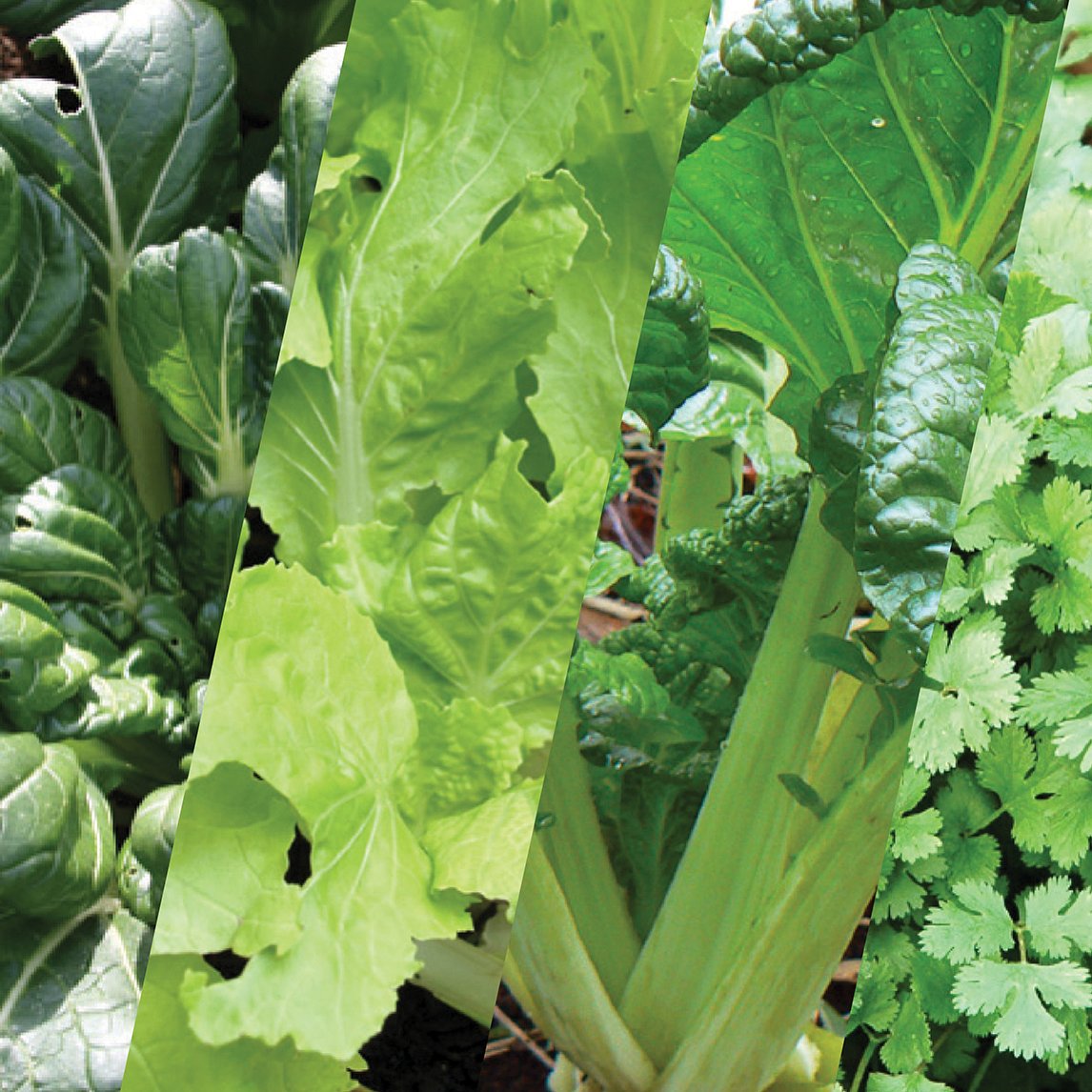 Asian Greens Collection