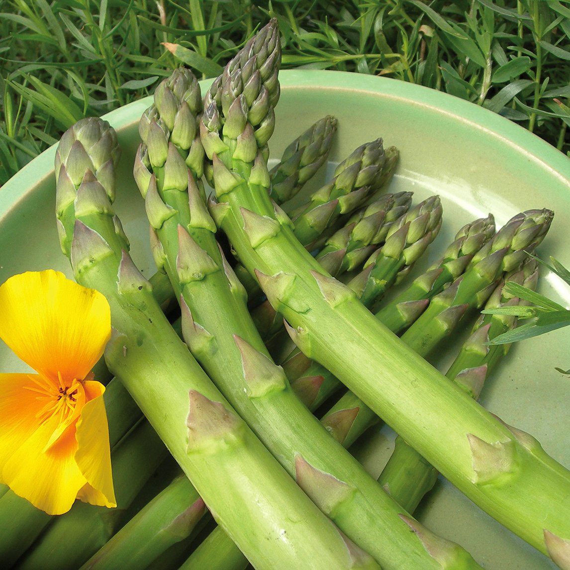 Asparagus 'Fat Bastard' - Potted plant