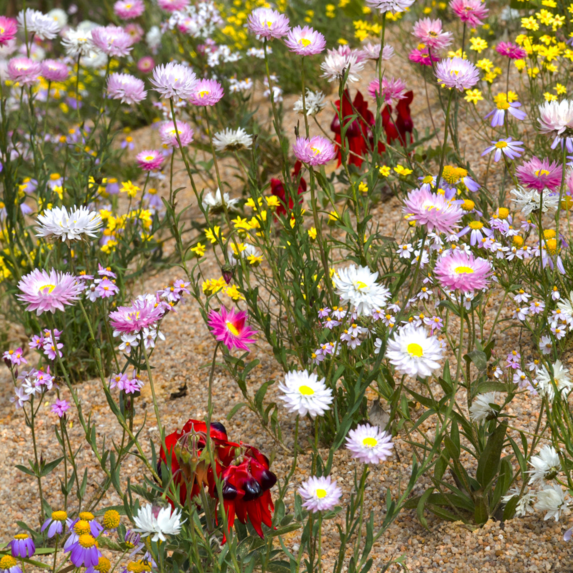 Australian Native Flower Collection