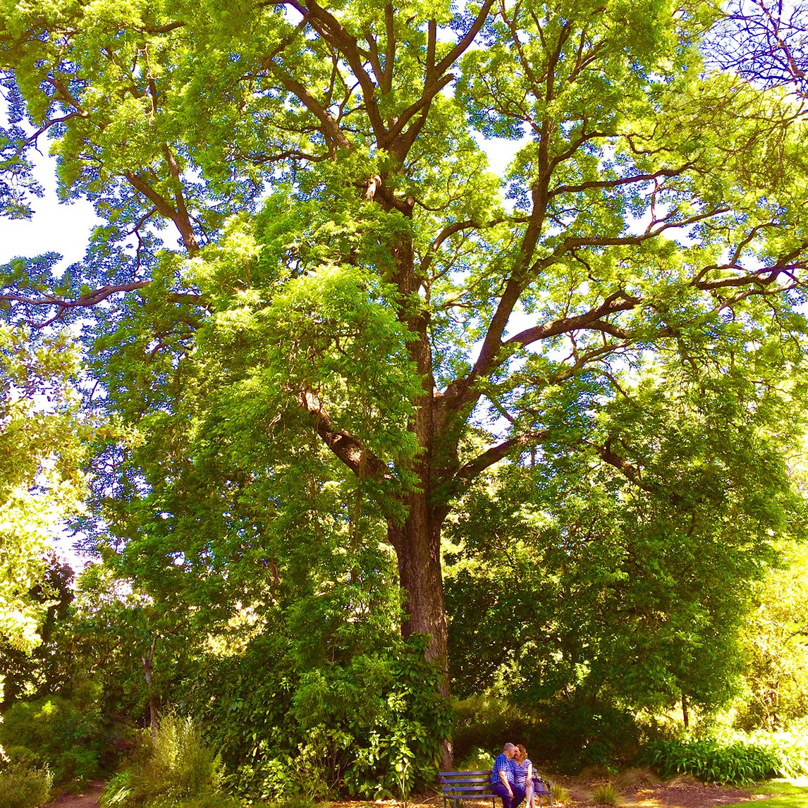 Australian Red Cedar
