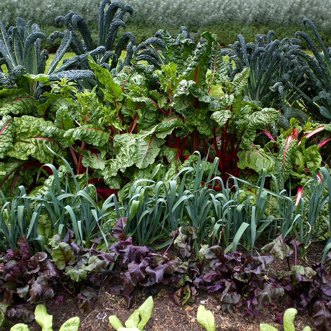 Autumn Gourmet Seed Collection