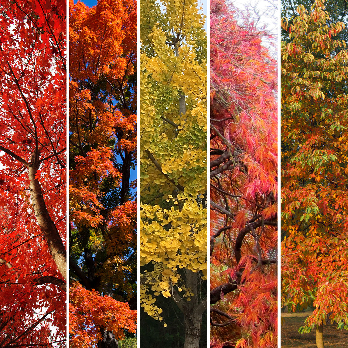 Autumn Colour Tree Collection