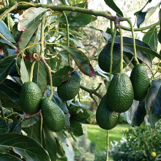 Avocado 'Hass'