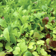 Baby Leaf Gourmet Mix
