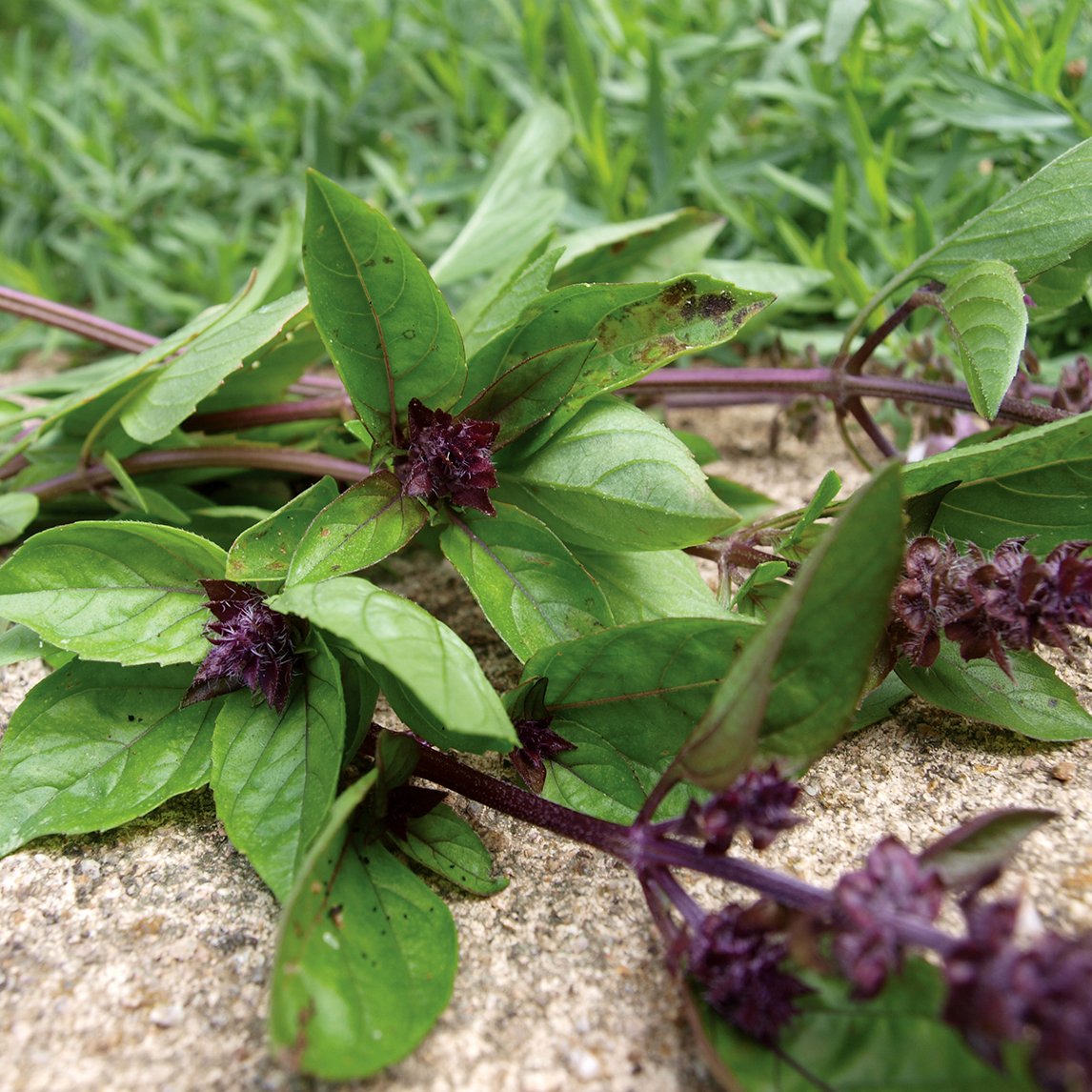 basil cinnamon plant Basil 'Cinnamon' (Organic)