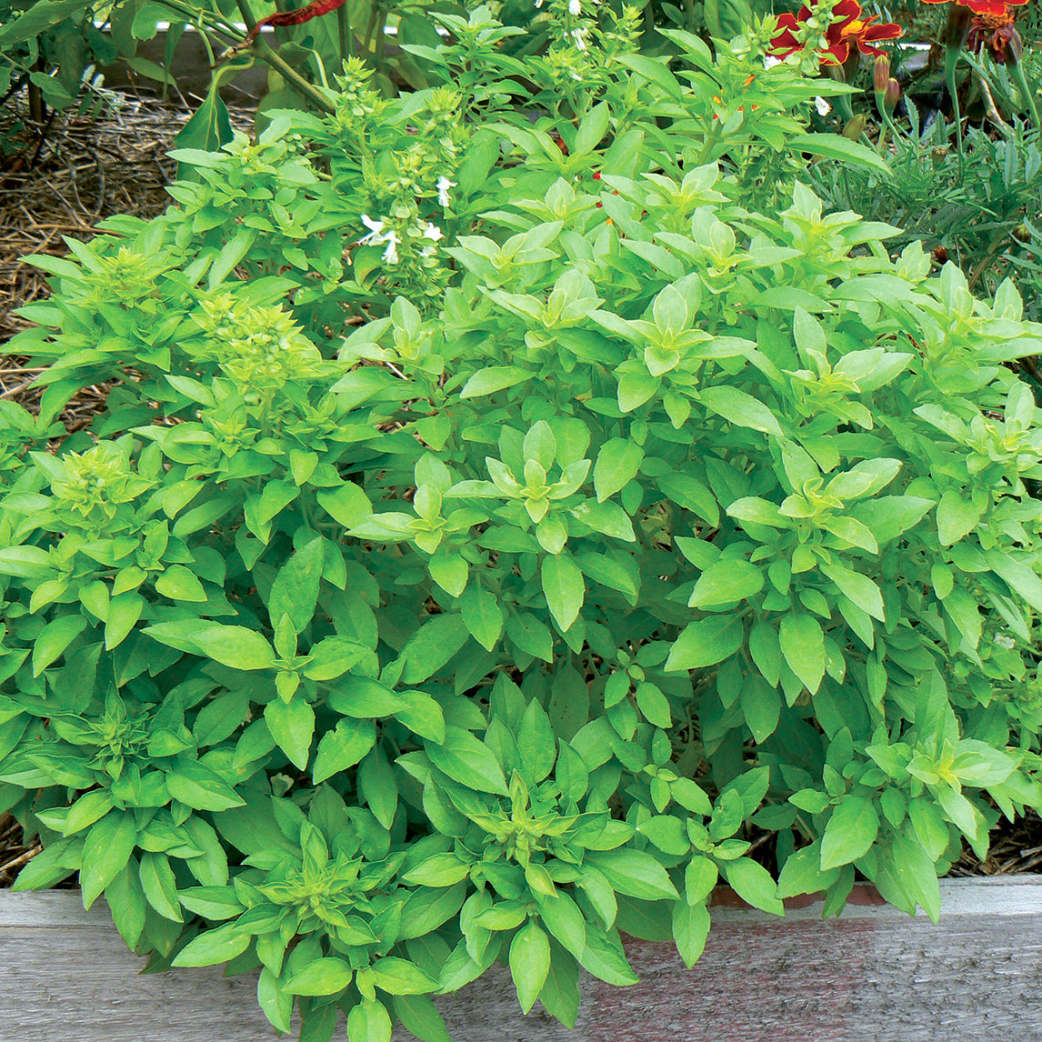 Basil 'Fino Verde'