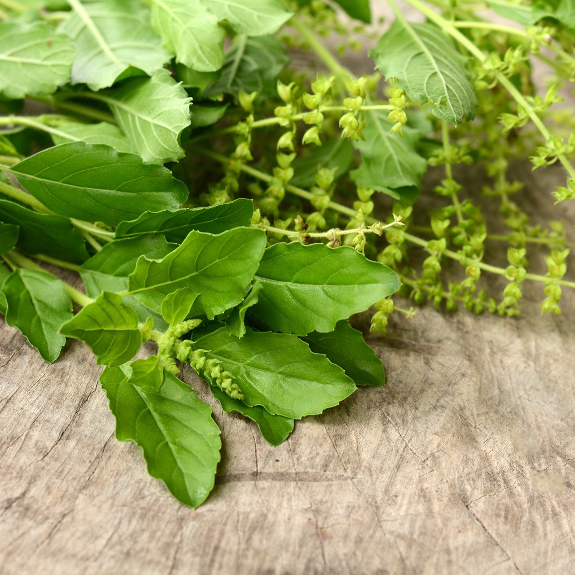 Basil &#39;Holy&#39;
