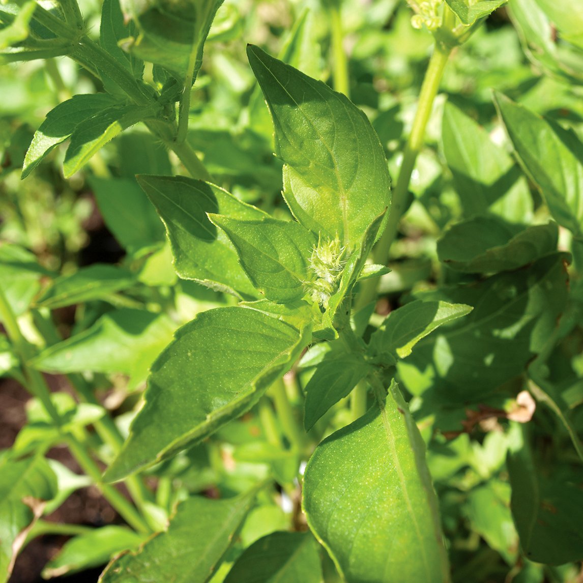 Basil &#39;Lemon&#39;