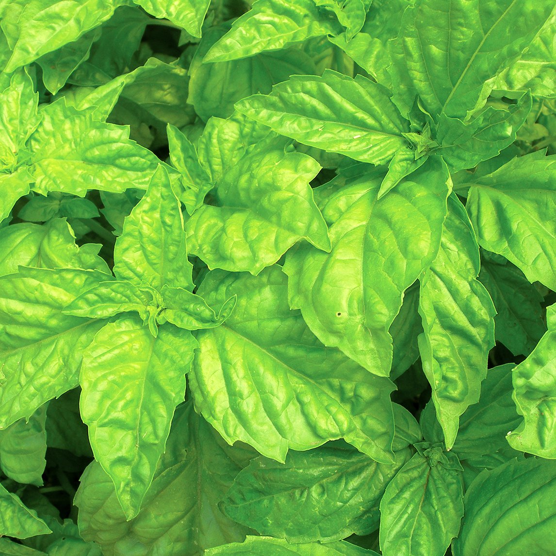 Basil &#39;Lettuce Leaf&#39;