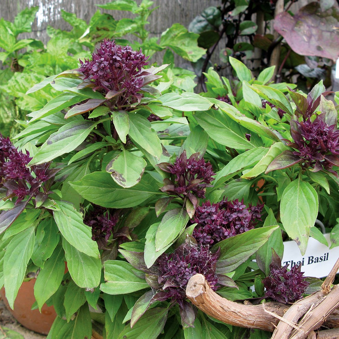 Thai Basil 'Organic'