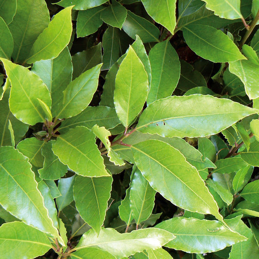 Bay Tree
