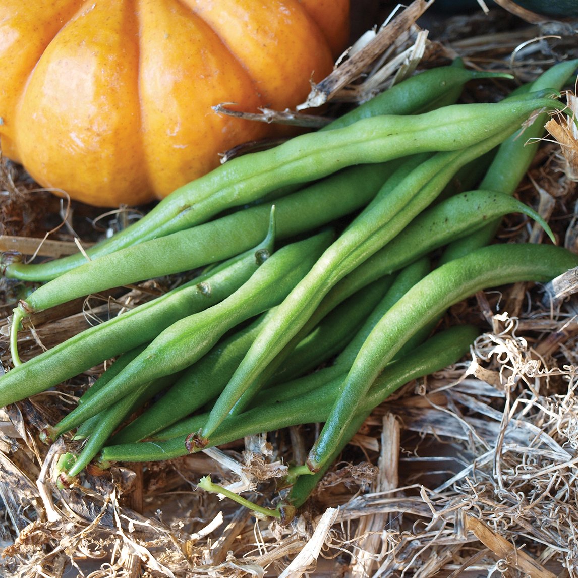 Bean &#39;Baby Sun&#39;