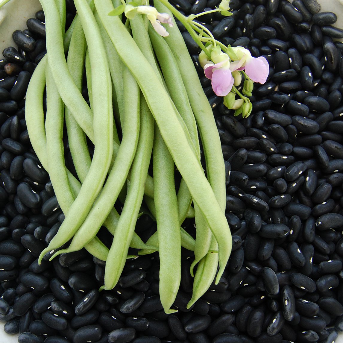 Bean 'Black Valentine' (Organic)