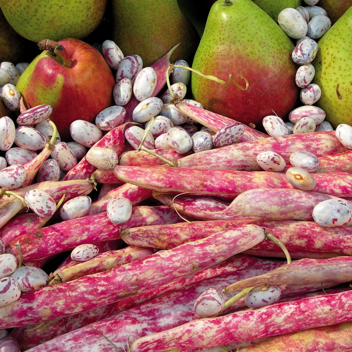 Bean 'Borlotti'