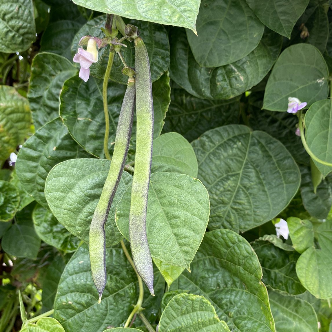 Bean &#39;Cherokee Trail Of Tears&#39; (Organic)