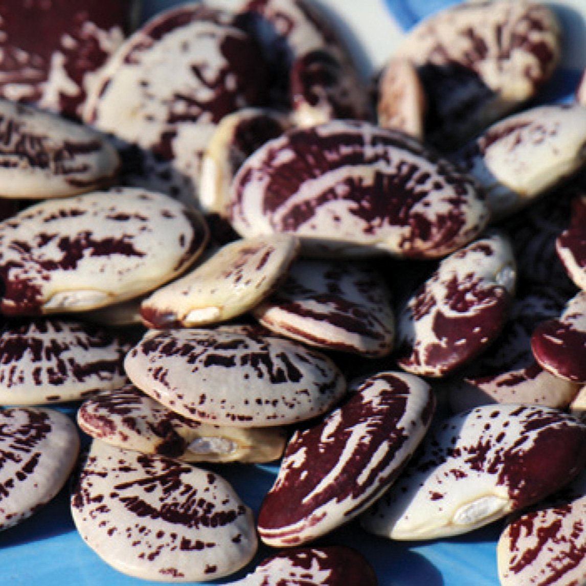 Bean 'Christmas Lima' Organic