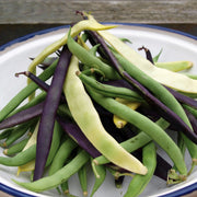 Seed Tin - 'Three Colour Bean Mix'