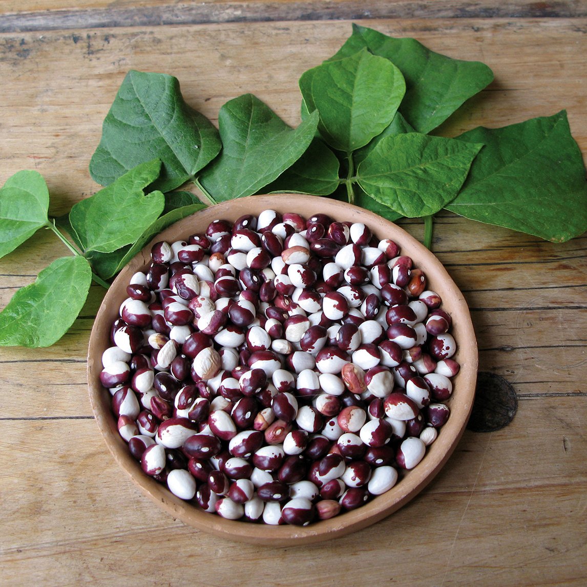 Bean &#39;Frost&#39; (Organic)