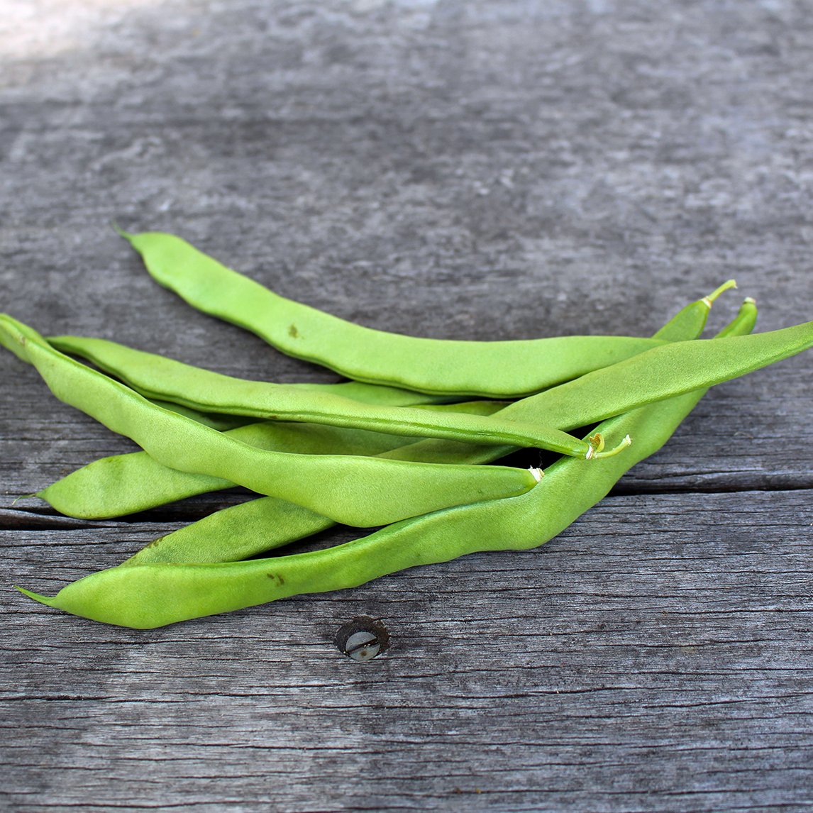 Bean 'Northeaster' (Organic)