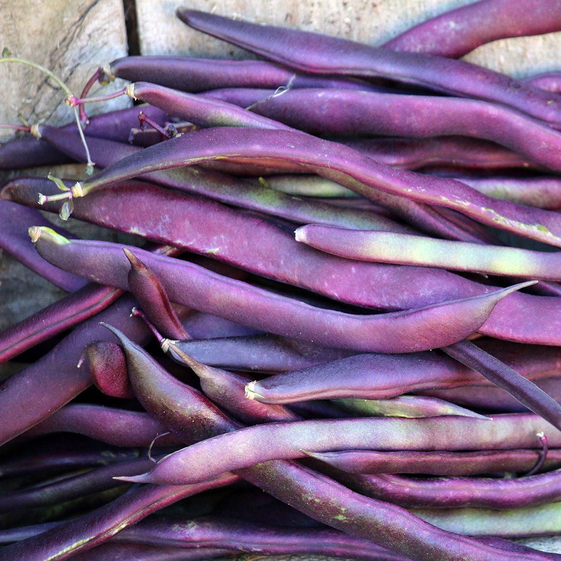Bean 'Purple King' Climbing (Organic)
