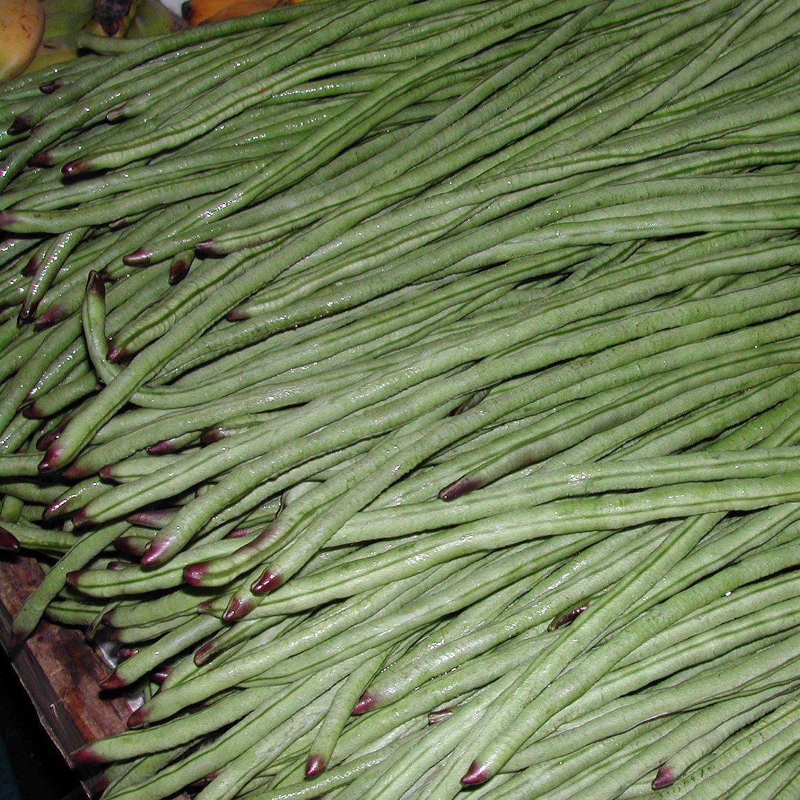Bean Snake 'Yard Long' (Organic)