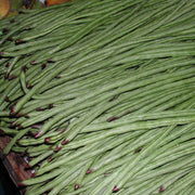 Bean Snake 'Yard Long' (Organic)