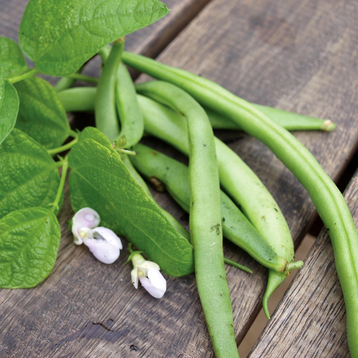 Bean 'Stringless Pioneer'