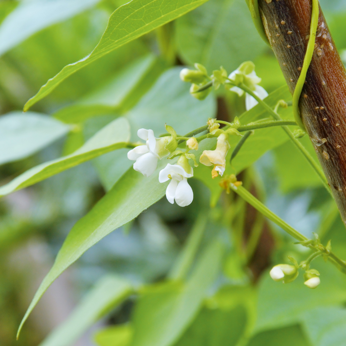 Bean &#39;White Lady&#39;