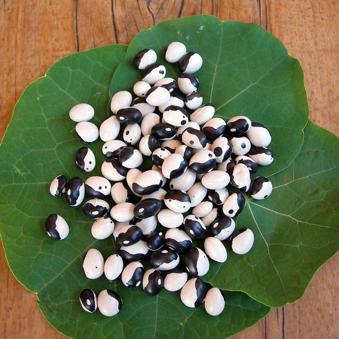 Bean 'Yin Yang' (Organic)