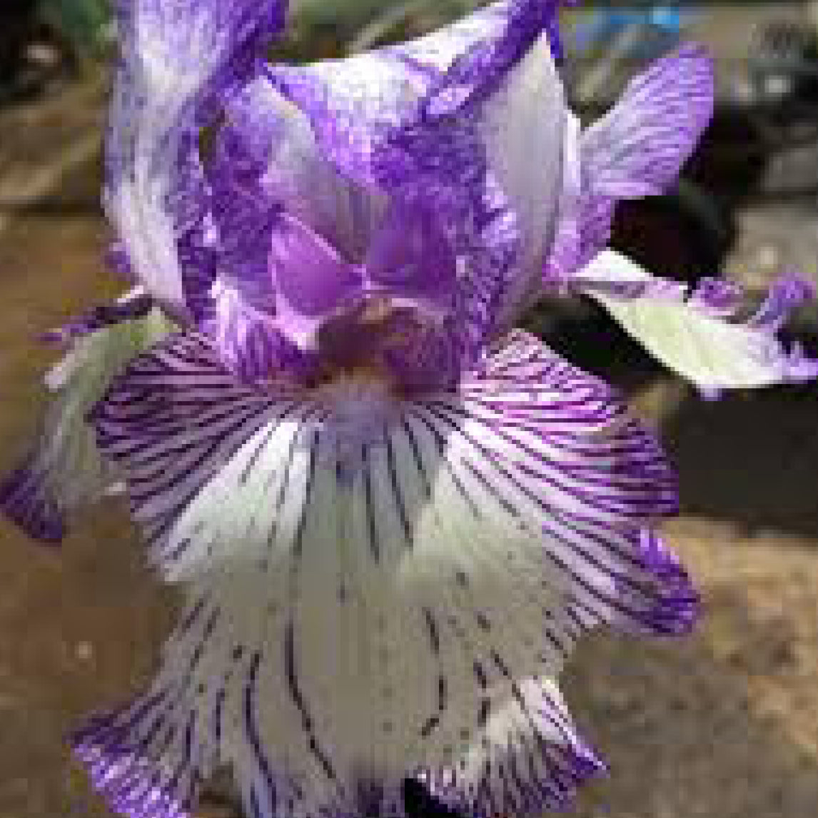 Bearded Iris ‘autumn Circus’ (1 Rhizome)