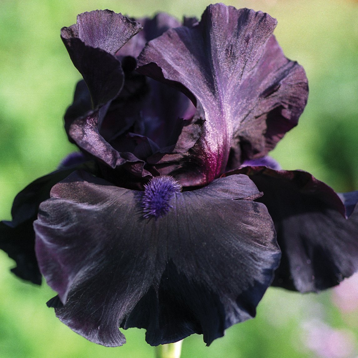 Bearded Iris 'Black Taffata' (1 Rhizome)