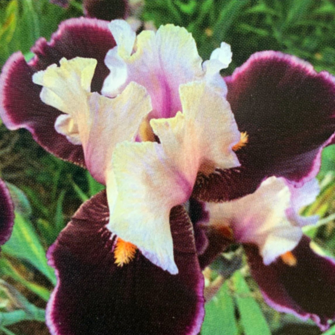 Bearded Iris ‘magicians Wand’ (1 Rhizome)