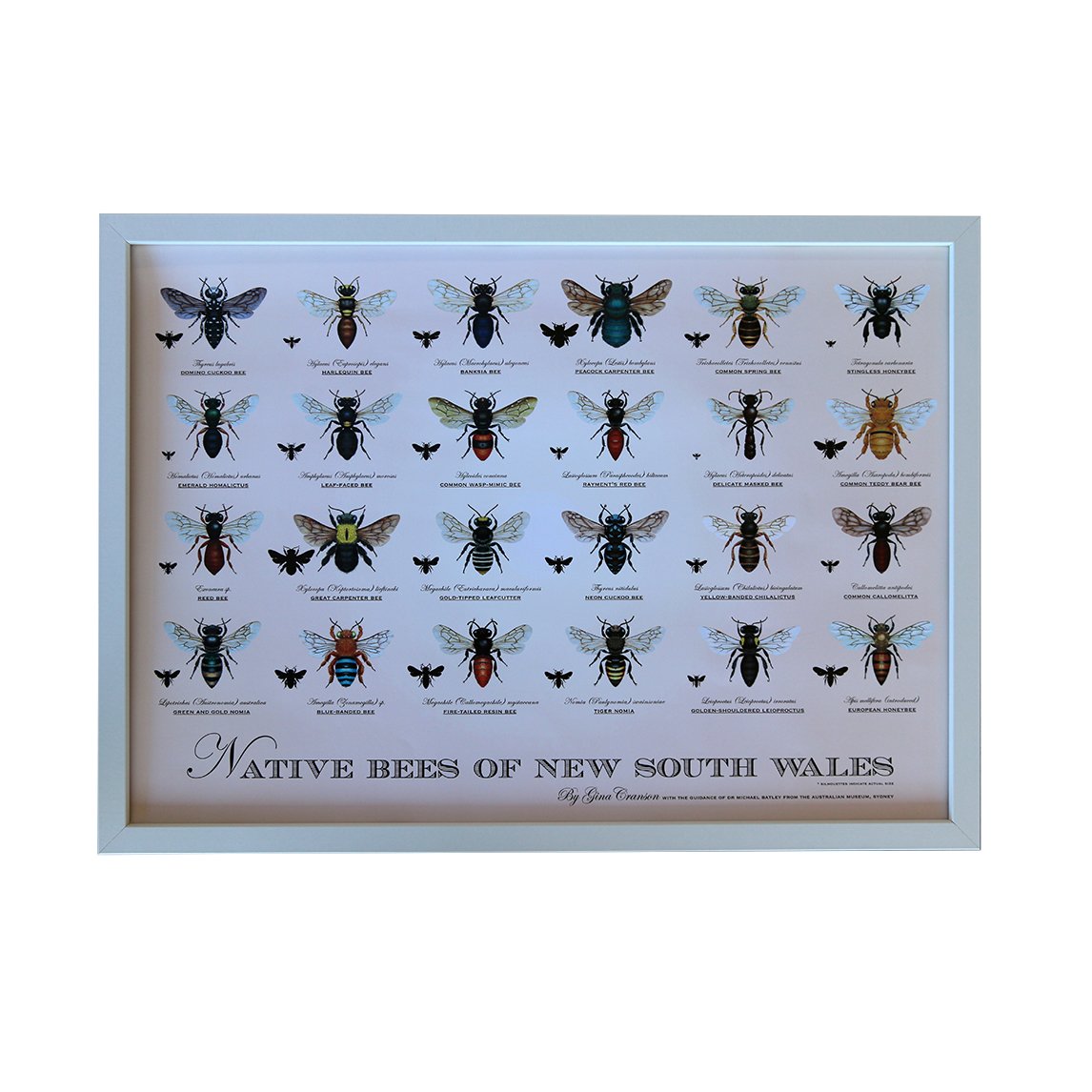 Native Bee Poster - All States