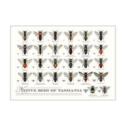 Native Bee Poster - All States