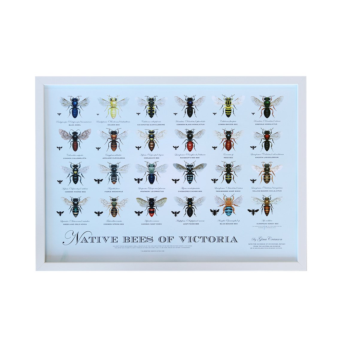 Native Bee Poster - All States