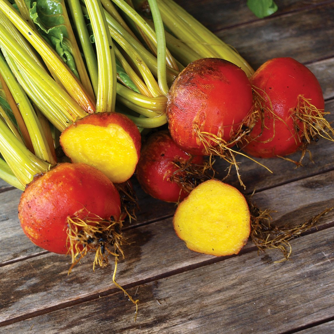 Beetroot 'Burpee's Golden' (Organic)
