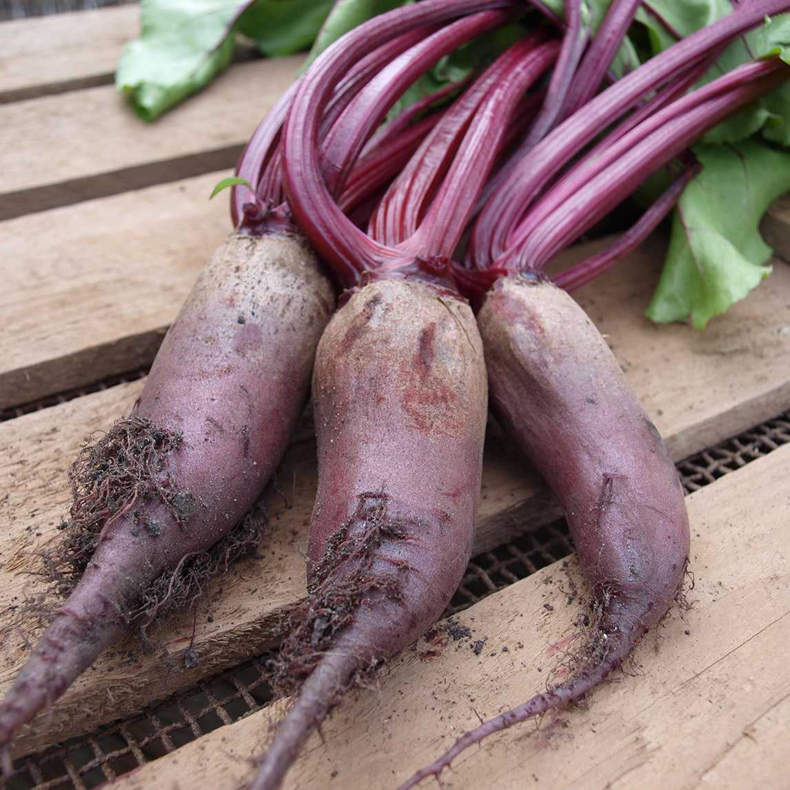 Beetroot 'Cylindra'