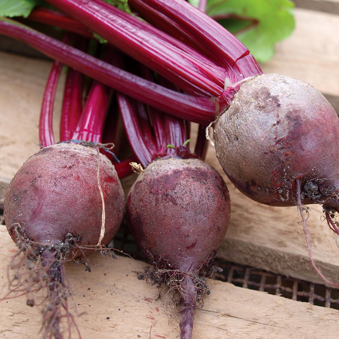 Beetroot 'Mini Gourmet' - The Diggers Club