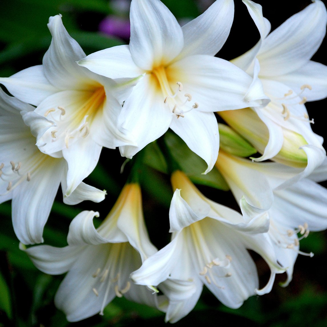 Belladonna Lily 'Hathor' (3 Bulbs)