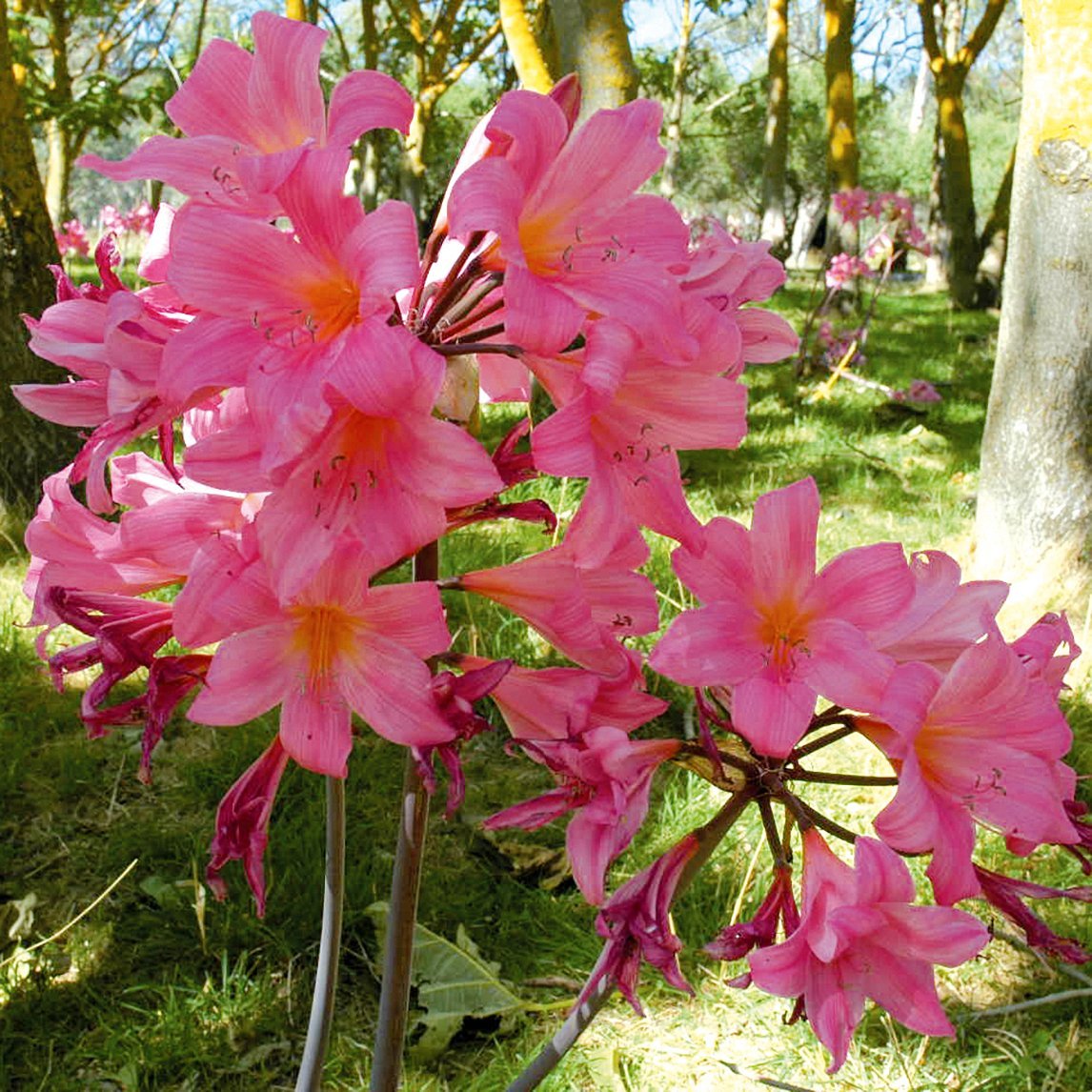Belladonna Lily 'Rose Pink' (3 Bulbs)