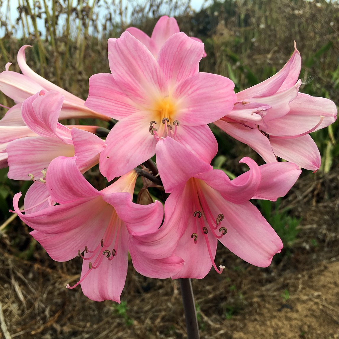 Belladonna Pastel Mix (3 Bulbs)