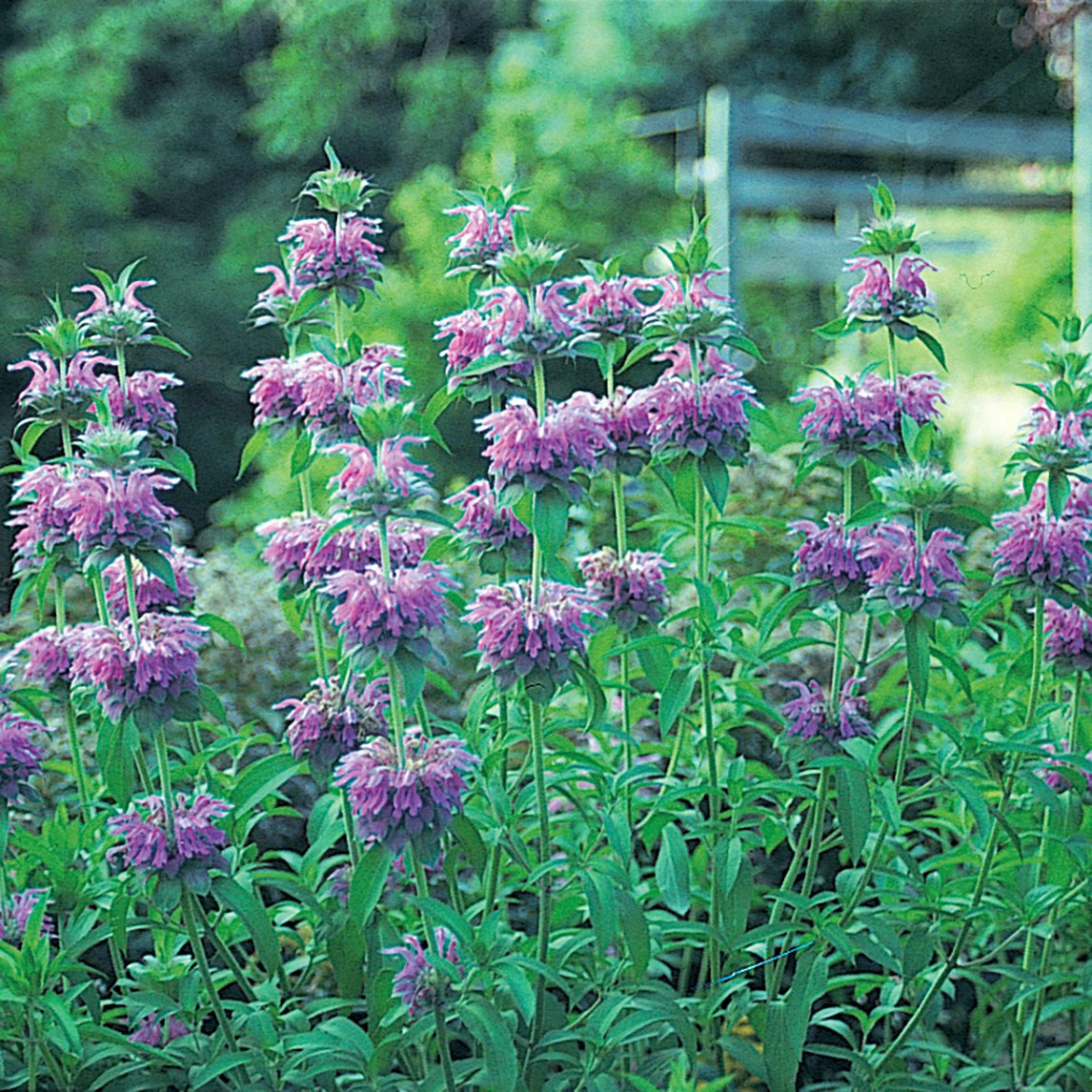 Bergamot 'Panorama'