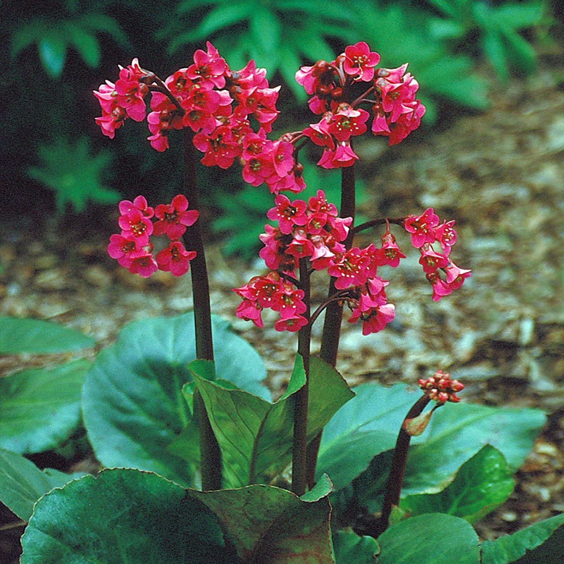 Bergenia &#39;Winter Glow&#39;