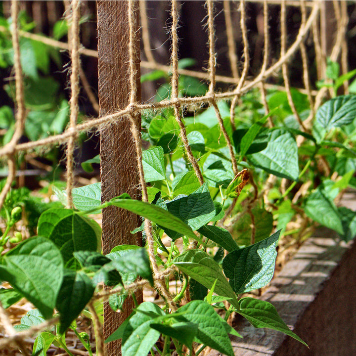 Biodegradable Pea and Bean Netting