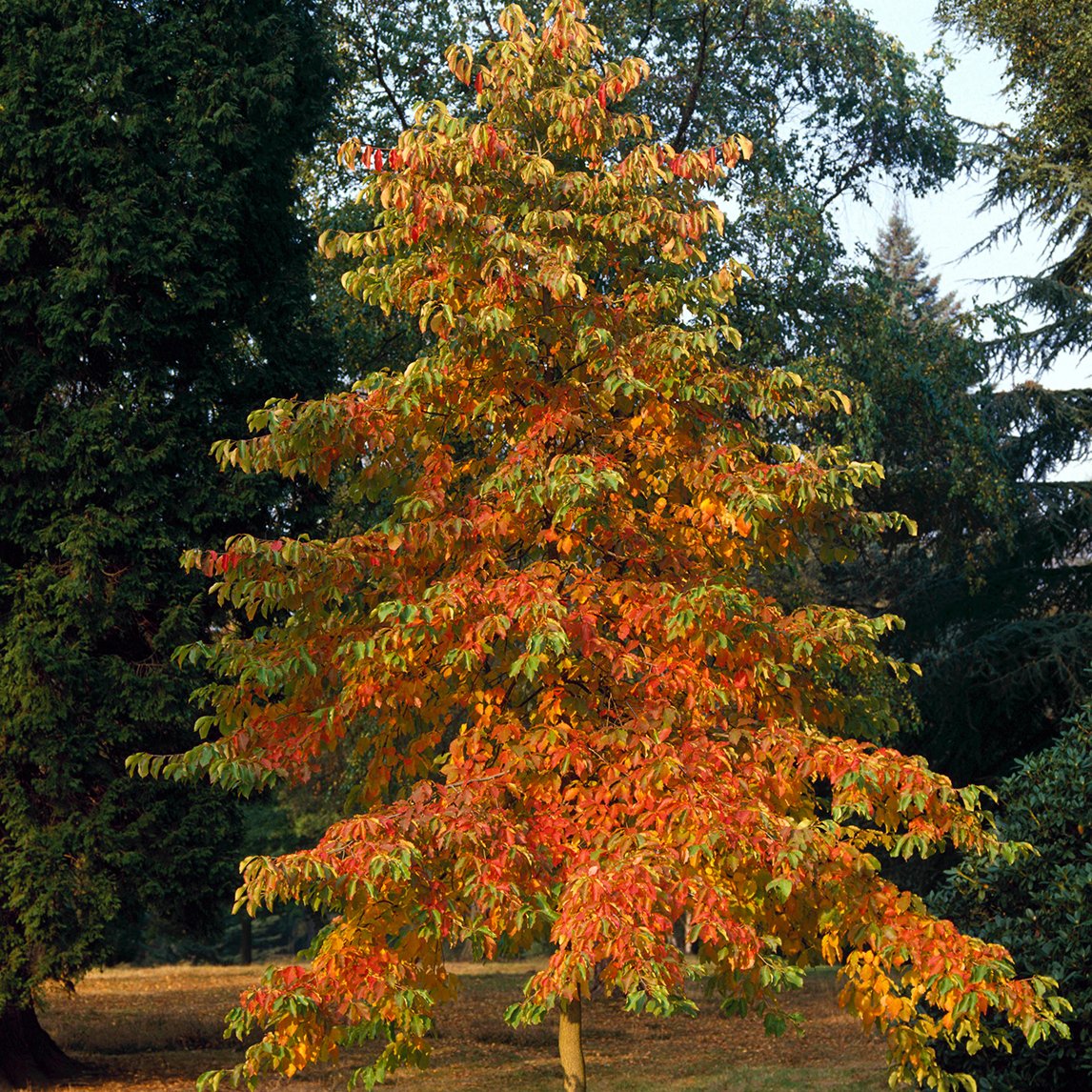 Autumn Colour Tree Collection