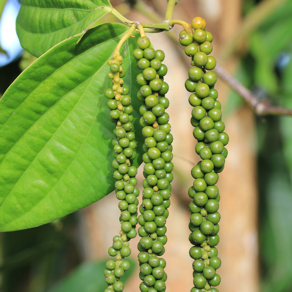 Black Pepper Tree Changing The Growth Of Pepper For Verstegen