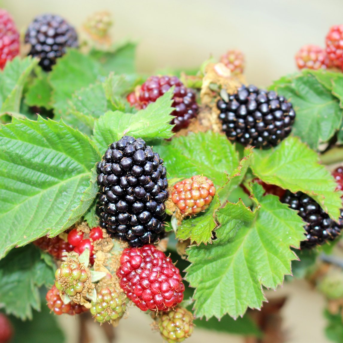 Blackberry 'Waldo'