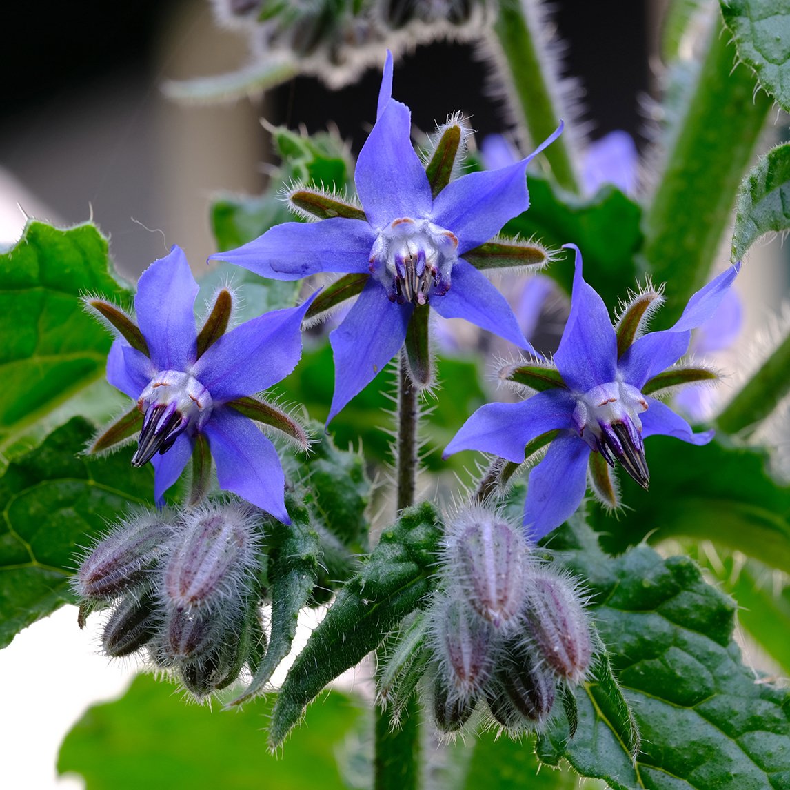 Blue Borage