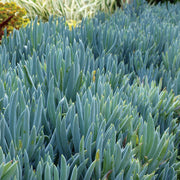 Blue Chalk Sticks - The Diggers Club